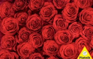 Puzzle Růže, 1000 dílků, Piatnik